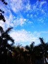 Beautiful blue sky anf around the trees