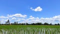 Beautiful blue sky background and beautiful white cloudy sky background over the green fresh rice fields, tropical agriculture. Royalty Free Stock Photo