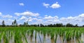 Beautiful blue sky background and beautiful white cloudy sky background over the green fresh rice fields, tropical agriculture.