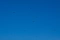 Beautiful blue sky and black birds flying Royalty Free Stock Photo