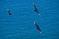 Beautiful blue sky and black birds flying Royalty Free Stock Photo