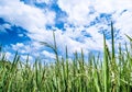 Beautiful blue sky cloud cloudy and paddy jasmine rice field. Royalty Free Stock Photo