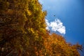 Beautiful view of a blue sky with clouds above the autumn trees.