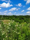 Blue Sky and Daisies Over a Field Royalty Free Stock Photo