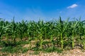 Beautiful blue sky and corn plantation Royalty Free Stock Photo