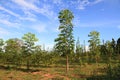 beautiful blue sky and green mahogany tree view environment Royalty Free Stock Photo