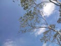 Photo of the blue sky under the trees indonesian Royalty Free Stock Photo