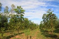 Beautiful blue sky and mahogany tree view green environment land Royalty Free Stock Photo