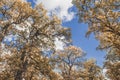 Blue sky over autumn forest with golden foliage Royalty Free Stock Photo