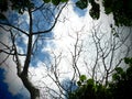 Beautiful blue sky and some alto cumulous cloud with tree limb