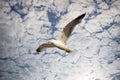 A beautiful blue sky, sprinkled with many white clouds. A painted sky. A seagull in flight Royalty Free Stock Photo