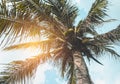 Beautiful blue sky and sun`s ray shining behind coconut palms. Royalty Free Stock Photo