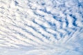 Beautiful blue sky with unusual white Altocumulus undulatus clouds, extraordinary cloud formation Royalty Free Stock Photo