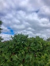 Beautiful blue sky with white clouds above sumac trees