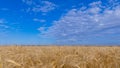 Beautiful blue sky with white clouds over wheat fields during harvest Royalty Free Stock Photo