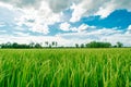 Beautiful rice fields growing up in countryside and white cloudy sky background ,landscape of Thailand,look fresh and green. Royalty Free Stock Photo