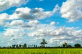 Beautiful blue sky and white cloudy background over rice fields in countryside landscape of Thailand,look fresh and green. Royalty Free Stock Photo