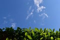 beautiful blue sky and white fluffy cloud with green leaf of tree in the morning Royalty Free Stock Photo