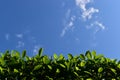 beautiful blue sky and white fluffy cloud with green leaf of tree in the morning, natural background Royalty Free Stock Photo