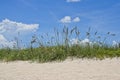 Beach Sea Oats Agaisnt Blue Sky at Canaveral National Seashore Royalty Free Stock Photo