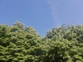 Beautiful blue sky whithout clouds and green trees looking up