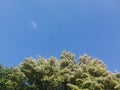 Beautiful blue sky whithout clouds and red trees looking up. Trees over blue sky. Belgrade, Serbia.