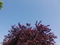 Beautiful blue sky whithout clouds and green trees looking up