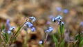 Beautiful blue small flowers - forget-me-not flower. Spring colorful nature background. Myosotis sylvatica Royalty Free Stock Photo