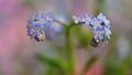 Beautiful blue small flowers - forget-me-not flower. Spring colorful nature background. Myosotis sylvatica