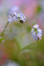 Beautiful blue small flowers - forget-me-not flower. Spring colorful nature background. Myosotis sylvatica. Royalty Free Stock Photo