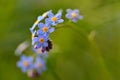 Beautiful blue small flowers - forget-me-not flower. Spring colorful nature background. Myosotis sylvatica