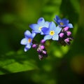 Beautiful blue small flowers - forget-me-not flower. Spring colorful nature background. (Myosotis sylvatica) Royalty Free Stock Photo