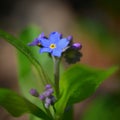 Beautiful blue small flowers - forget-me-not flower. Spring colorful nature background. (Myosotis sylvatica) Royalty Free Stock Photo