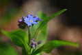 Beautiful blue small flowers - forget-me-not flower. Spring colorful nature background. (Myosotis sylvatica