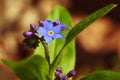 Beautiful blue small flowers - forget-me-not flower. Spring colorful nature background. (Myosotis sylvatica) Royalty Free Stock Photo