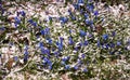 Beautiful blue spring bluebell flowers. First snowdrops Royalty Free Stock Photo