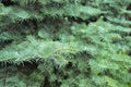 Beautiful blue spruce tree brach. Close up Royalty Free Stock Photo