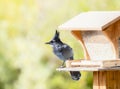 Beautiful Blue Steller`s Jay Cyanocitta stelleri with a Large Black Crest at a Platform Feeder in the Mountains of Colorado Royalty Free Stock Photo