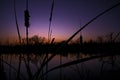 A Beautiful Blue Sunset Over A Pond With Cattails Silhouetted In The Foreground