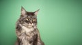 blue tabby maine coon cat with yellow eyes portrait on green background Royalty Free Stock Photo