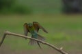 Beautiful blue tailed bee eater flying Royalty Free Stock Photo