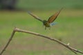 Beautiful blue tailed bee eater flying Royalty Free Stock Photo