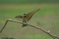 Beautiful blue tailed bee eater flying Royalty Free Stock Photo