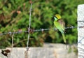 The beautiful blue tailed bee eater. Royalty Free Stock Photo