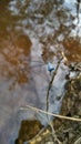 Beautiful blue tailed damsefly