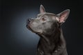 Beautiful blue thai ridgeback dog