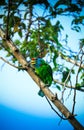 The beautiful Blue-throated barbet bird