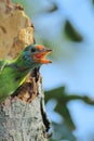 A beautiful blue throated barbet chick psilopogon asiaticus or megalaima asiatica chirping from its nest