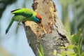 Beautiful blue throated barbet mom psilopogon asiaticus or megalaima asiatica feeding her cute babies