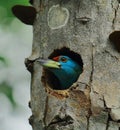 A beautiful blue throated barbet psilopogon asiaticus or megalaima asiatica looking outside from its nest